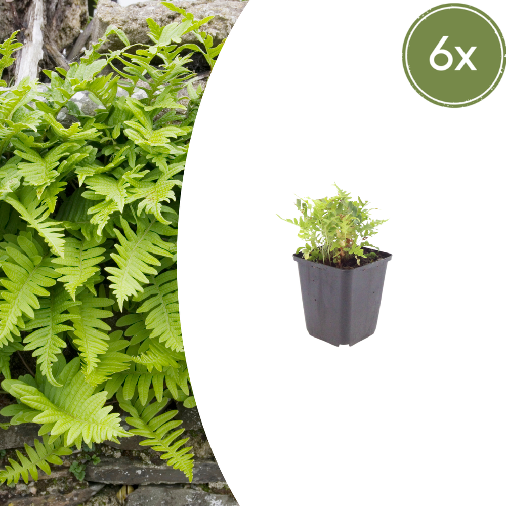 Healthy foliage and strong roots close-up of 6x Polypodium vulgare - ↕10-25cm - Ø9cm