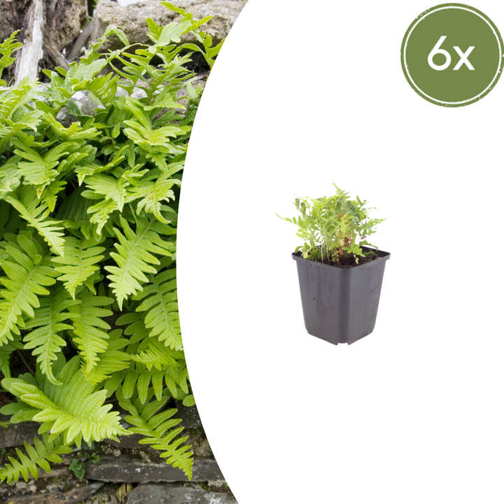 Healthy foliage and strong roots close-up of 6x Polypodium vulgare - ↕10-25cm - Ø9cm