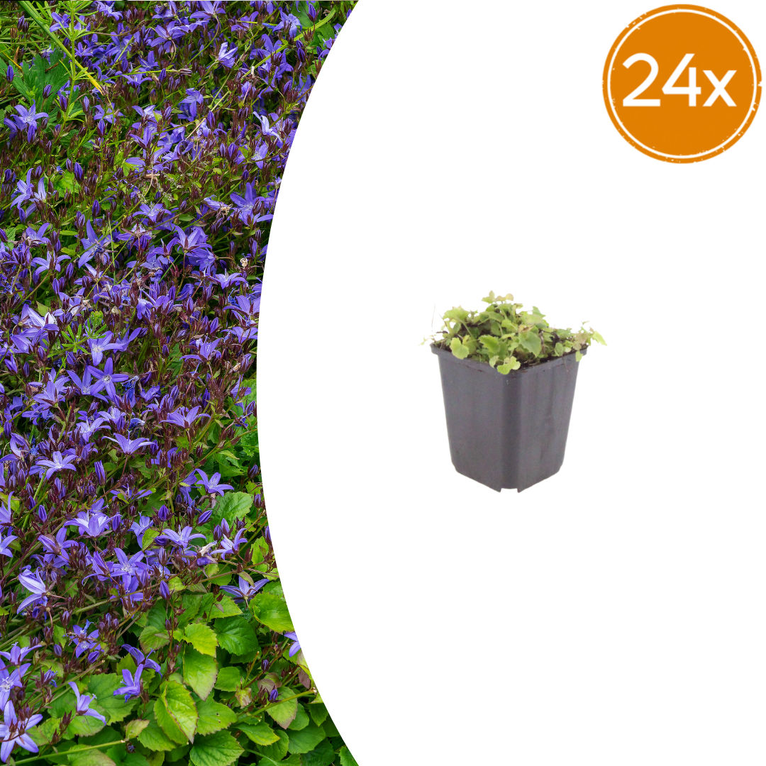 Campanula poscharskyana with a spreading mat of star-shaped violet-blue flowers over small green leaves, 24-plant pack in 9cm pots