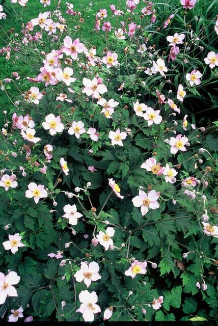 40x Japanese Anemone Robustissima - Pink Hardy Perennial 9cm Pot