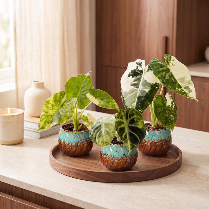 Baby Alocasia Tricolour Variegata plants, pack of 3, image 3