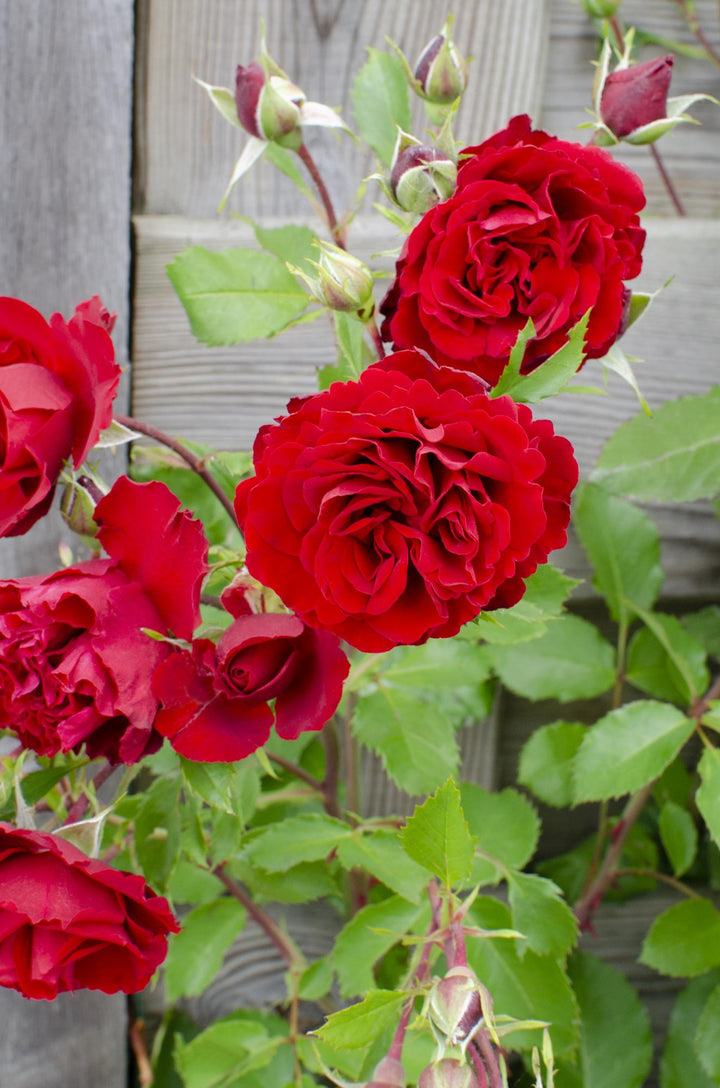 3x Rosa Crazy in Love Red - Fragrant Climbing Rose - Ø15cm - ↕65cm