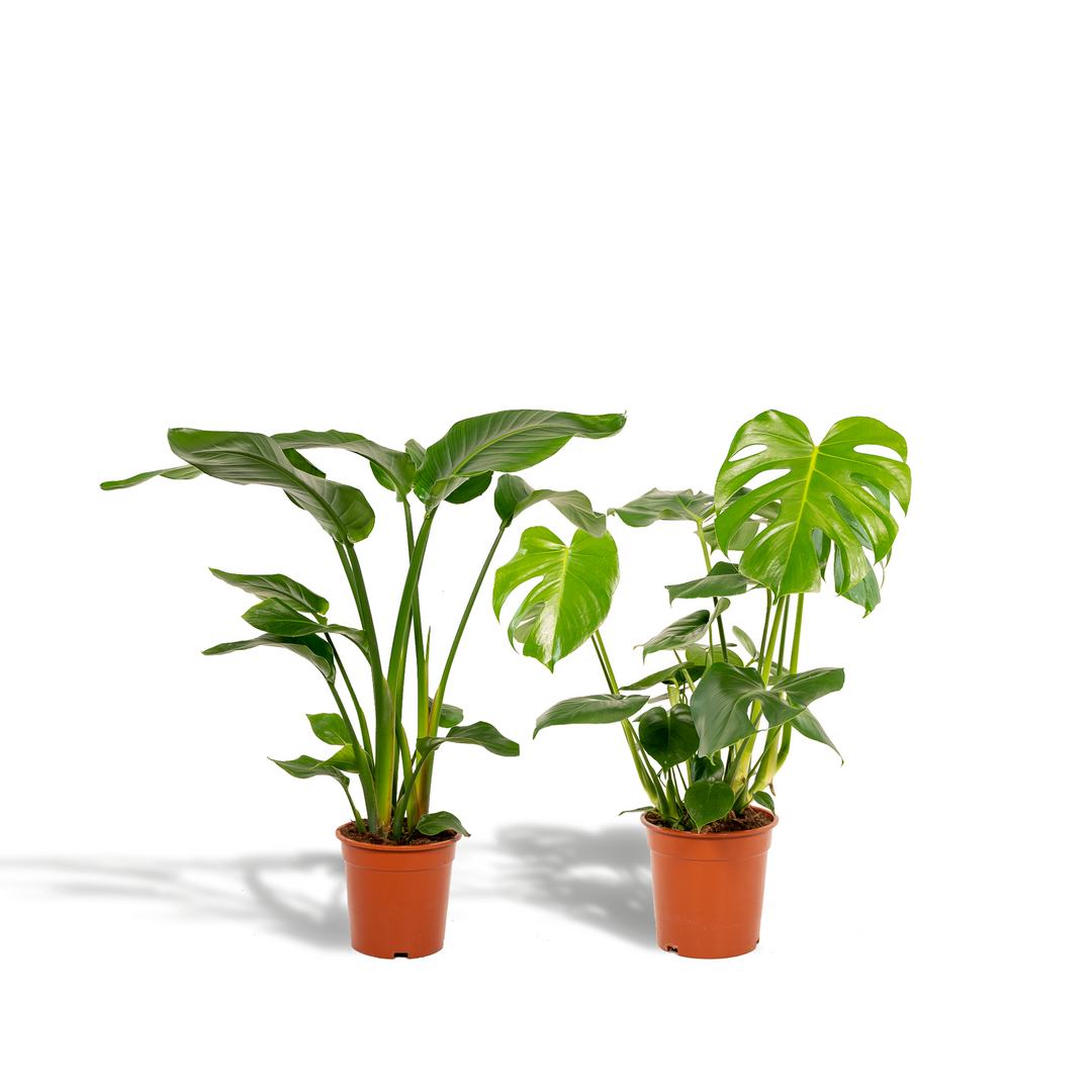 Monstera Deliciosa & Bird of Paradise Plant Bundle - Air Purifying