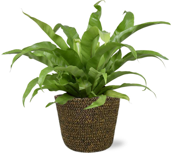 Bird's Nest Fern - Best Bathroom Plant Ireland