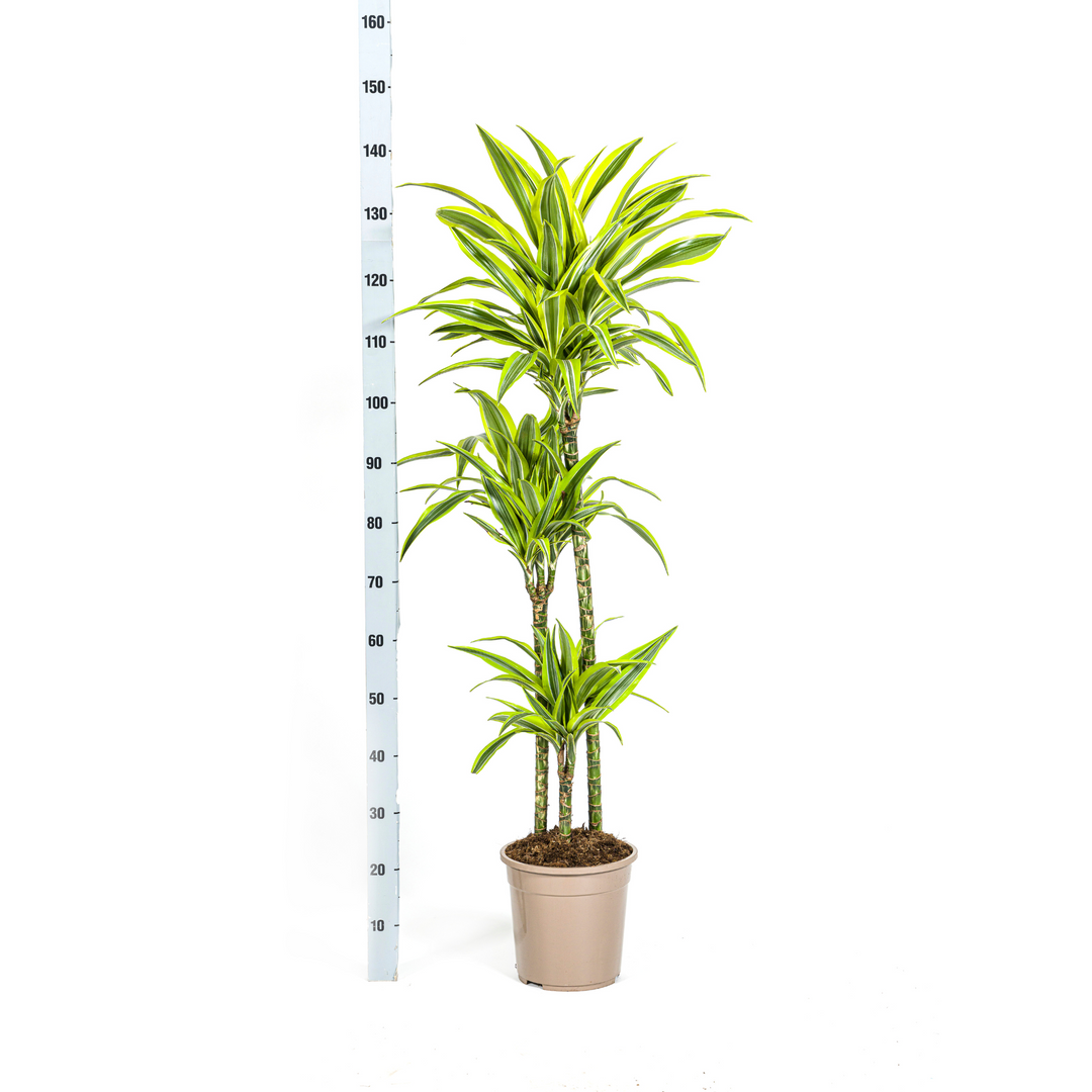 Dracaena Deremensis Lemon Lime 130-150cm — Dragon Tree in 24cm pot
