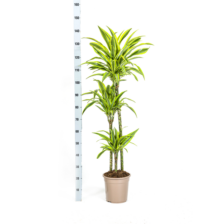 Dracaena Deremensis Lemon Lime 130-150cm — Dragon Tree in 24cm pot