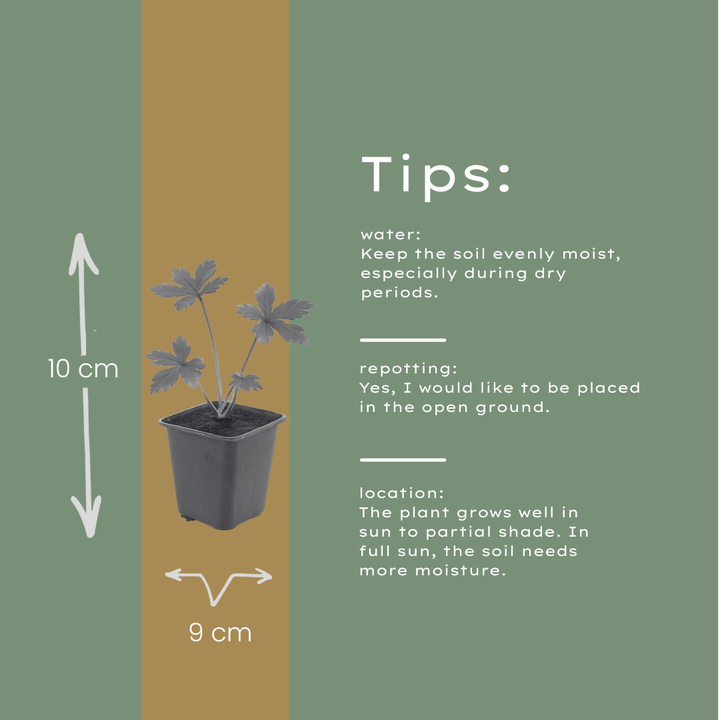 6x Astrantia major - ↕10-25cm - Ø9cm full-plant overview, healthy foliage and strong roots