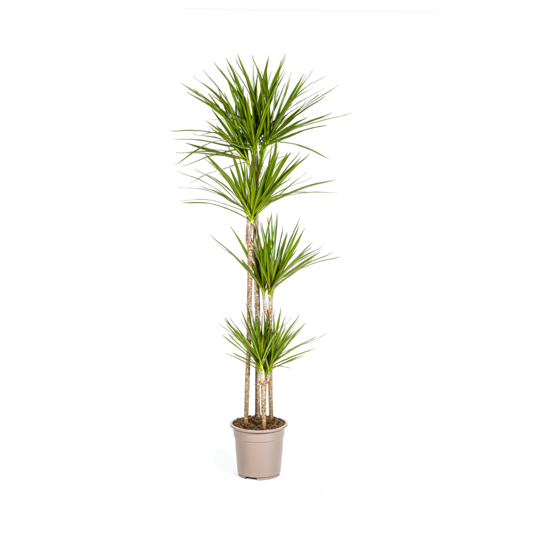Dragon Tree (Dracaena marginata)