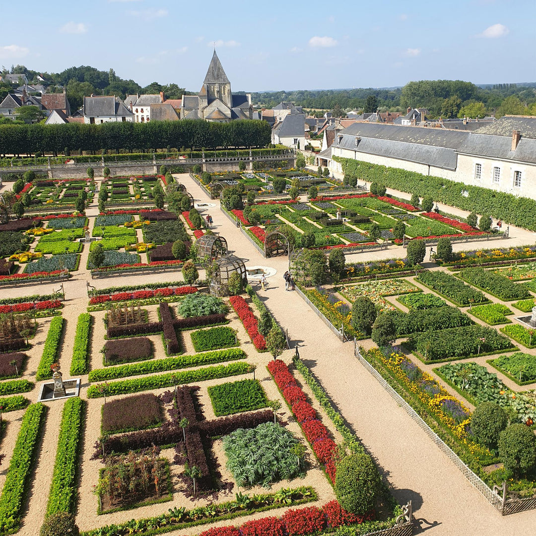 12 BetterBuxus Babylon Beauty box hedging plants in 13cm pots - view 6