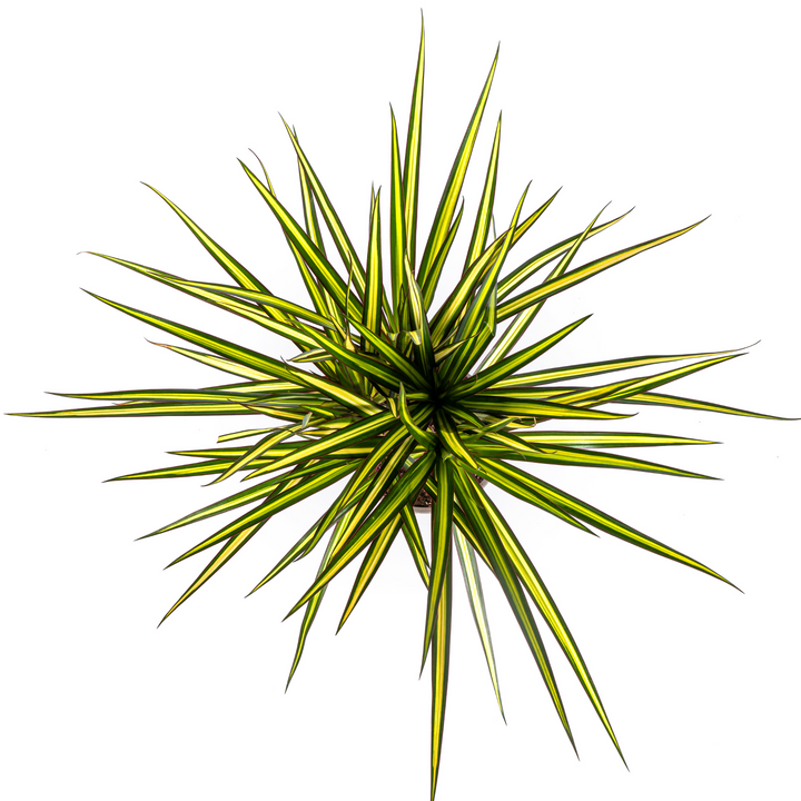 Dracaena Marginata Sunray 60-80cm — Madagascar Dragon Tree in 17cm pot