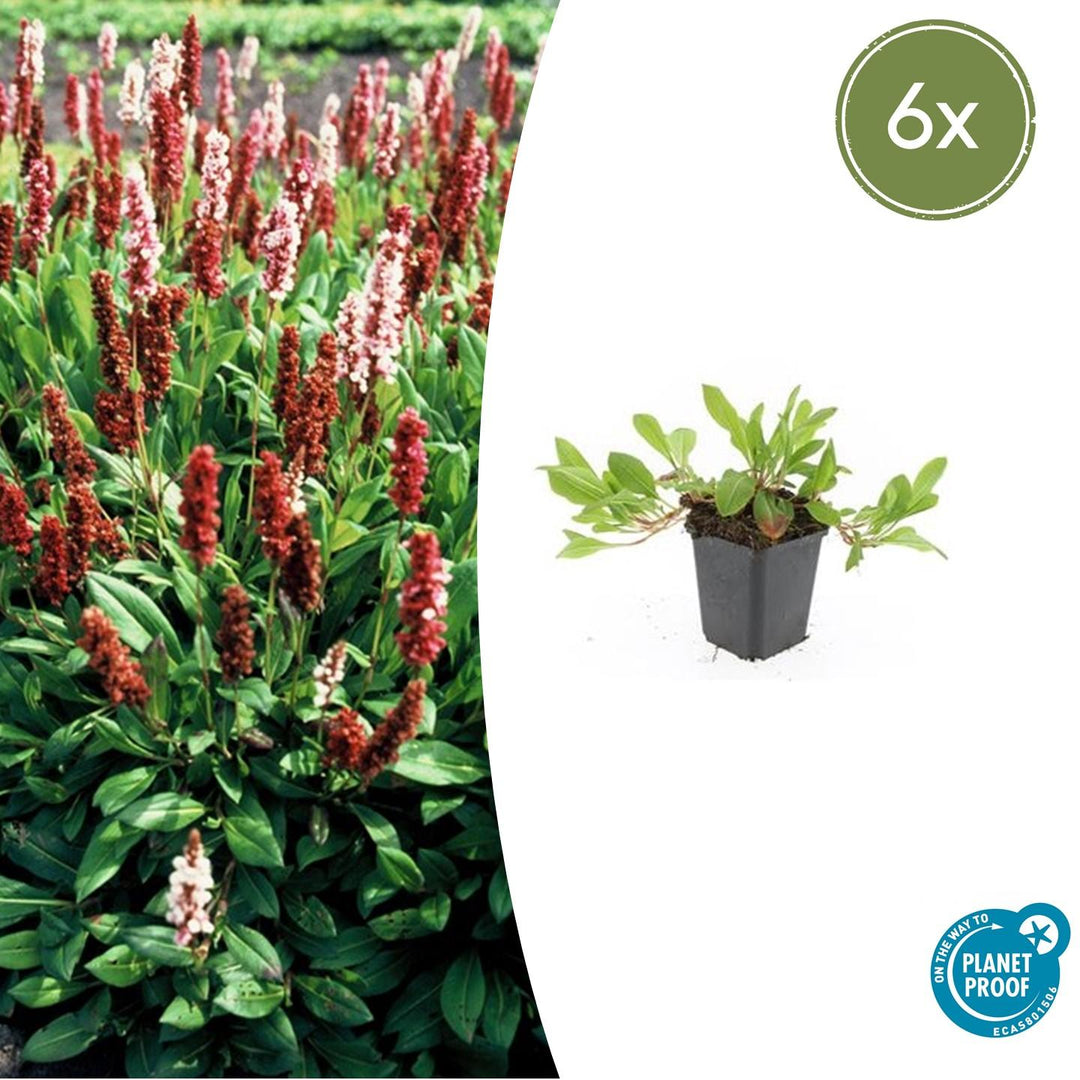 6x Persicaria aff. 'Darjeeling Red' - ↕10-25cm - Ø9cm