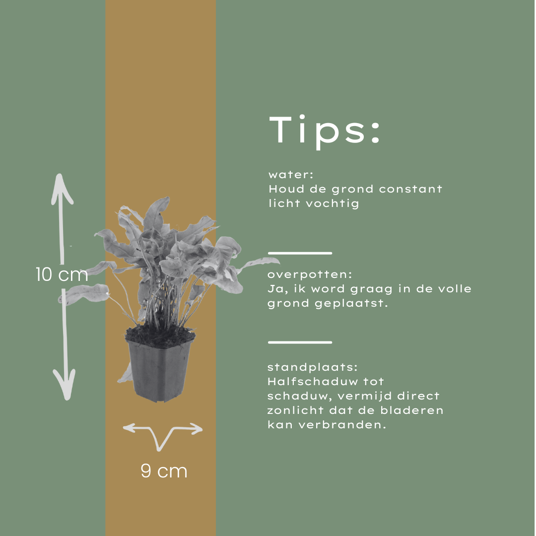 60x Asplenium scolopendrium - ↕10-25cm - Ø9cm