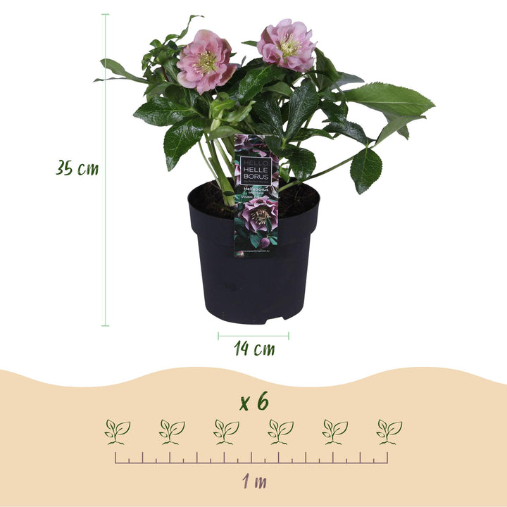 2x Helleborus orientalis 'Double Ellen Pink' Lenten Rose in 14cm pots - view 3