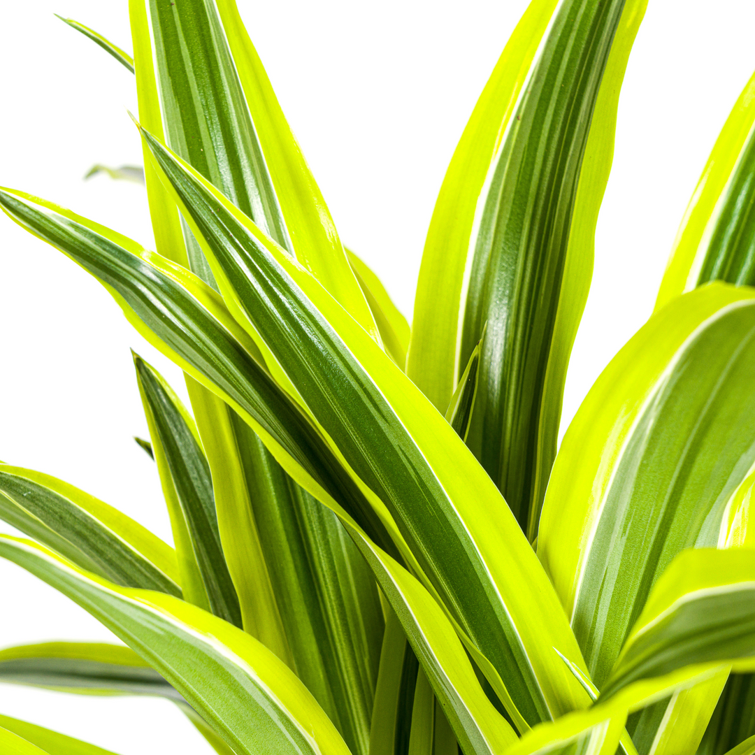Dracaena Deremensis Lemon Lime 90-110cm — Dragon Tree in 21cm pot, with basket