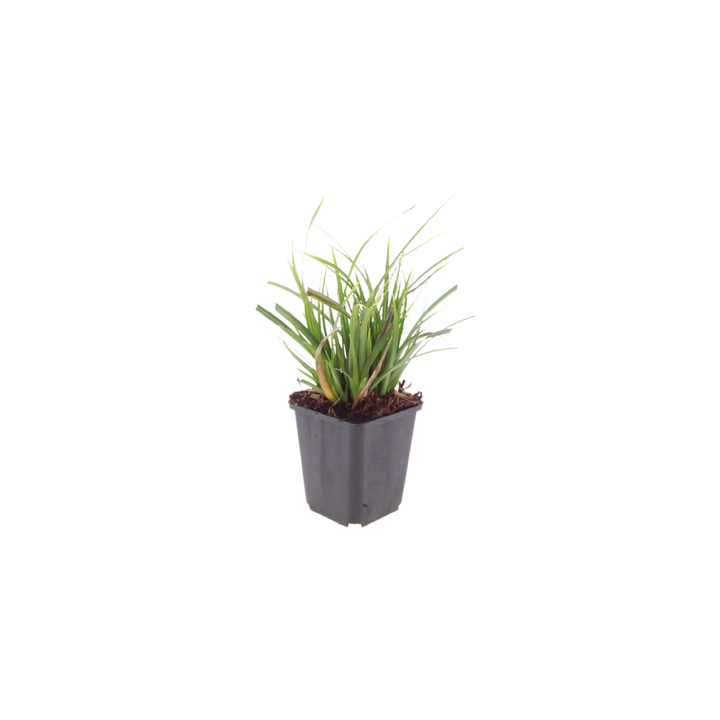 6x Carex morrowii - ↕10-25cm - Ø9cm — healthy root ball and nursery pot ready to ship from Ireland