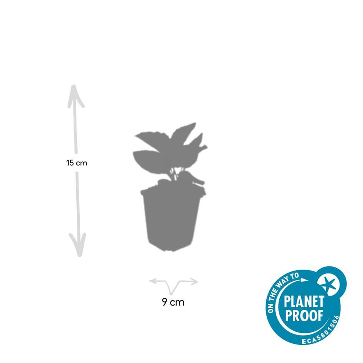 48x Rudbeckia Goldsturm Golden-Yellow Black-Eyed Susan 10-25cm