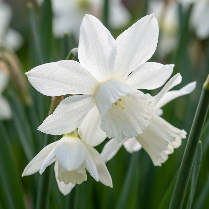Narcissus Botanical White Mix bulbs, pack of 240