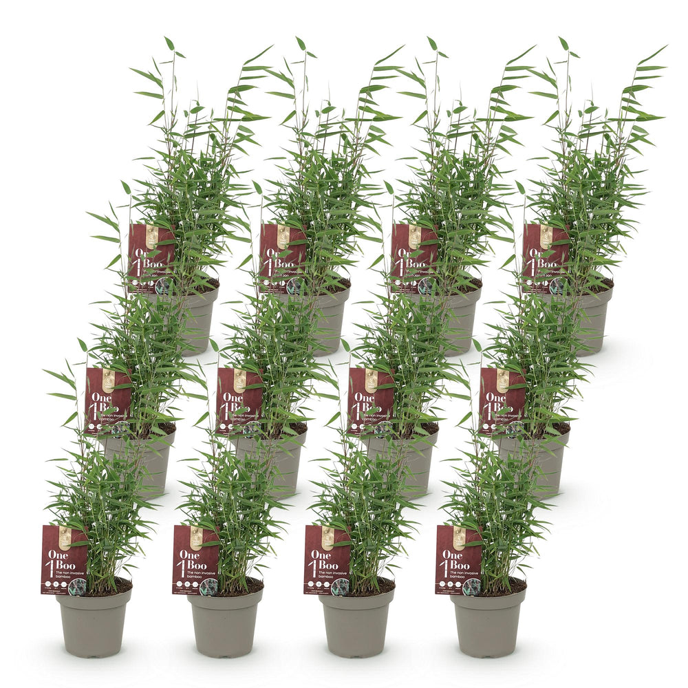 Fargesia Red Dragon bamboo plants, pack of 12, image 2
