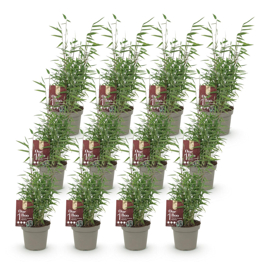 Fargesia Red Dragon bamboo plants, pack of 12, image 2