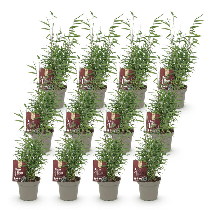 Fargesia Red Dragon bamboo plants, pack of 12, image 2