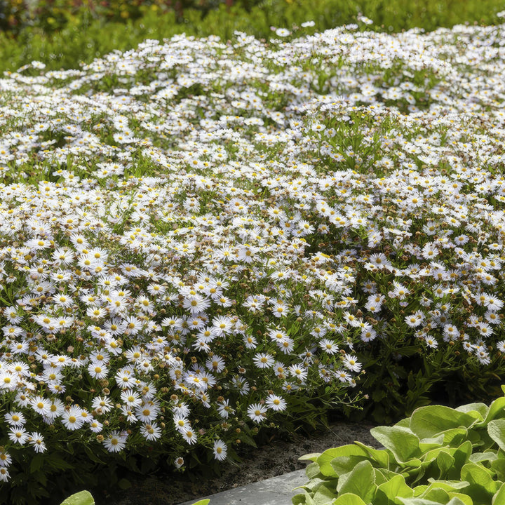 48x White Aster ageratoides 'Ashvi' - Hardy Autumn Perennial - Ø9cm