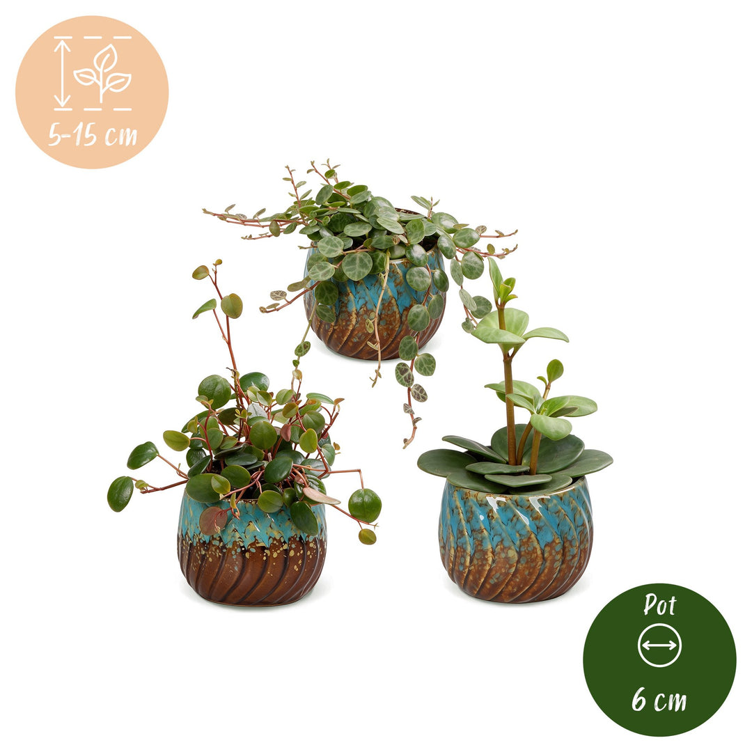 Baby Peperomia Mix plants, pack of 3, image 5