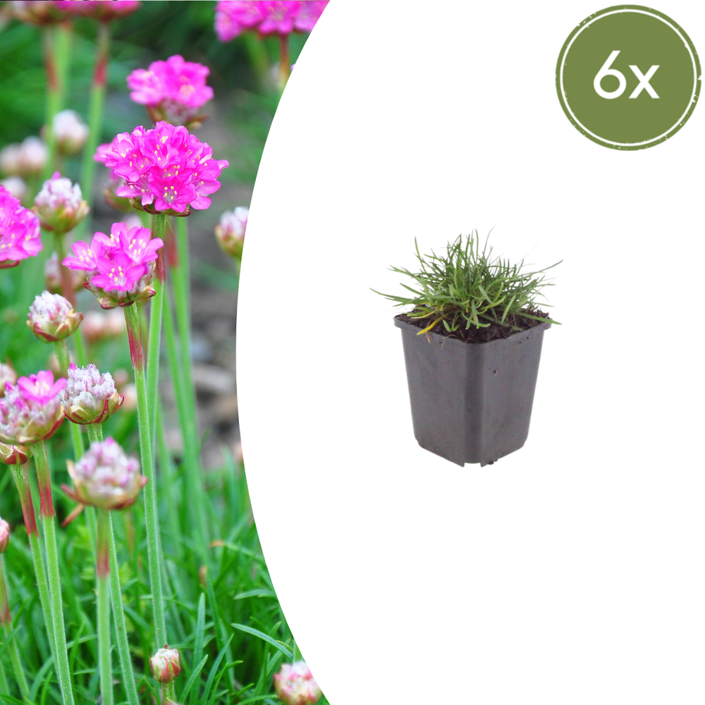 Healthy foliage and strong roots close-up of 6x Armeria m. 'Splendens' - ↕10-25cm - Ø9cm