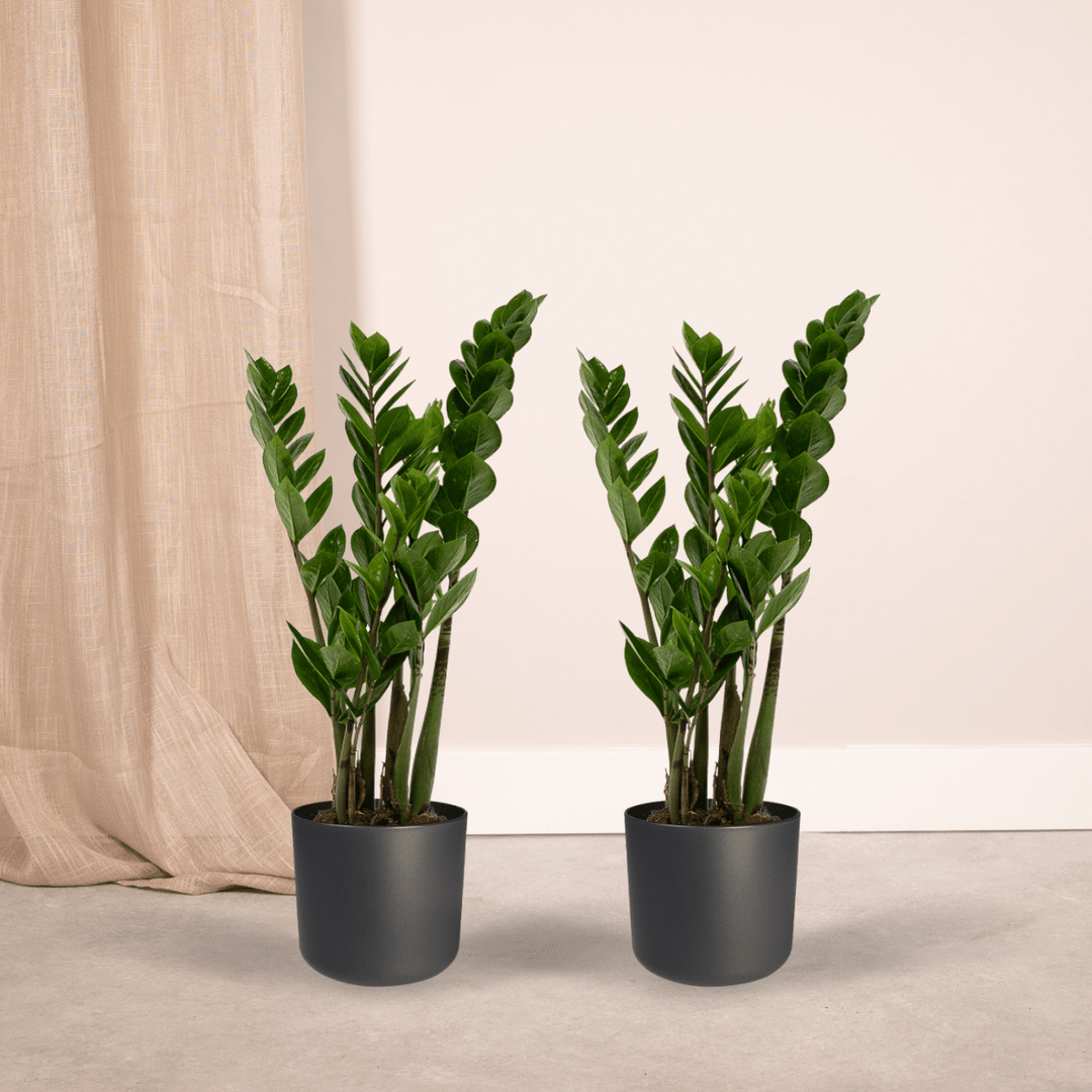 2x Zamioculcas Zamiifolia - Emerald palm - - ø14 — ZZ Plant