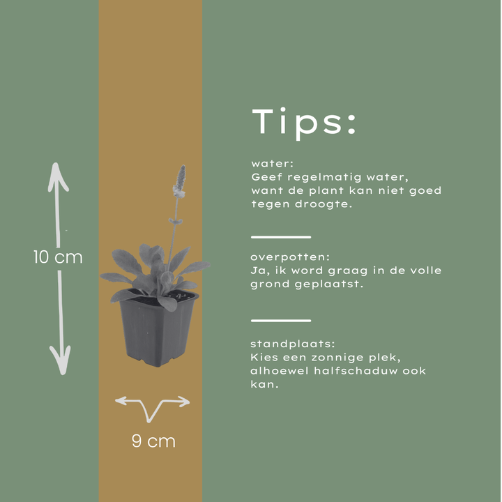 48x Stachys mon. 'Hummelo' - ↕10-25cm - Ø9cm