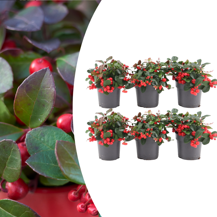 Gaultheria procumbens 