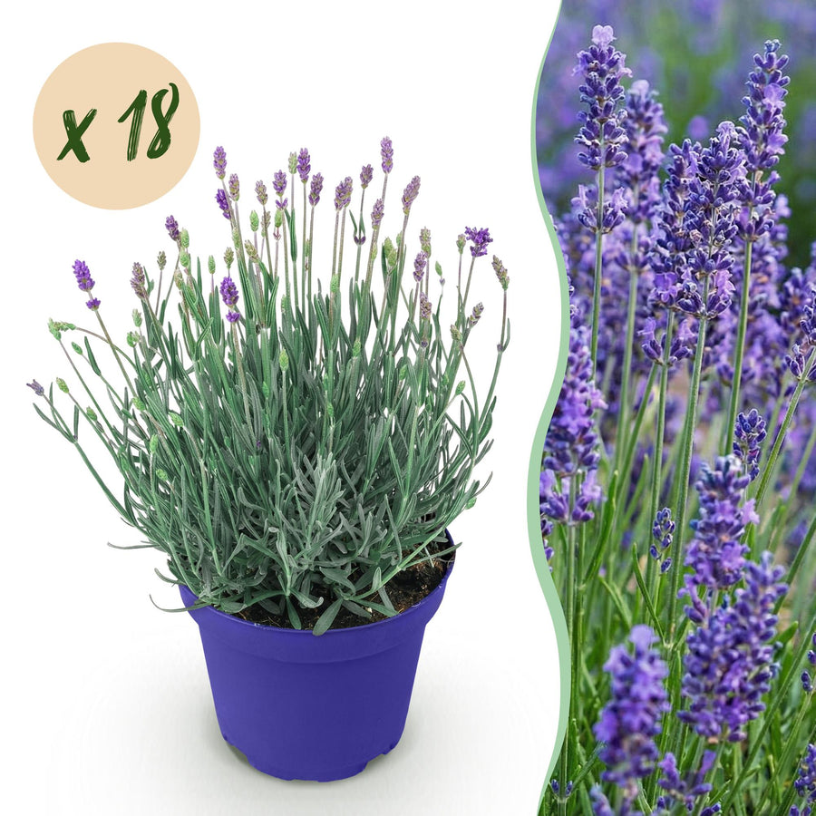 18 Lavandula angustifolia Hidcote English lavender plants in 12cm pots