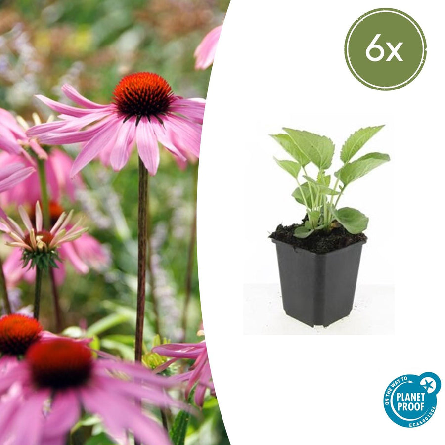 Echinacea purpurea 'Magnus' with bright pink petals and red-orange central cone, shown as young plant in black pot with…