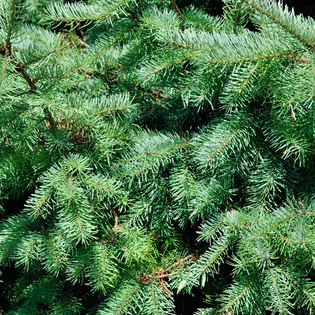 Potted Christmas Tree 70cm - Dwarf Picea Glauca Conica Spruce