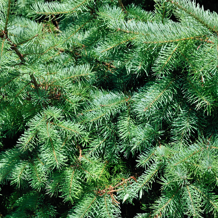 Potted Christmas Tree 70cm - Dwarf Picea Glauca Conica Spruce