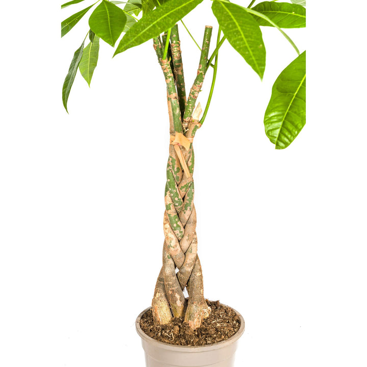 Pachira Aquatica 90-110cm — Money Tree in 21cm pot, with basket