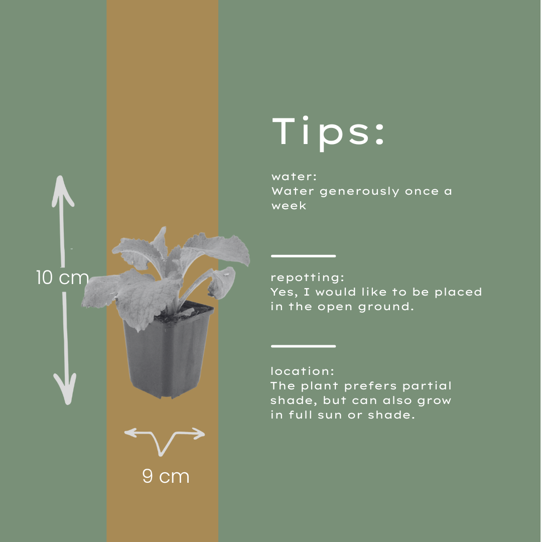 6x Digitalis purpurea - ↕10-25cm - Ø9cm