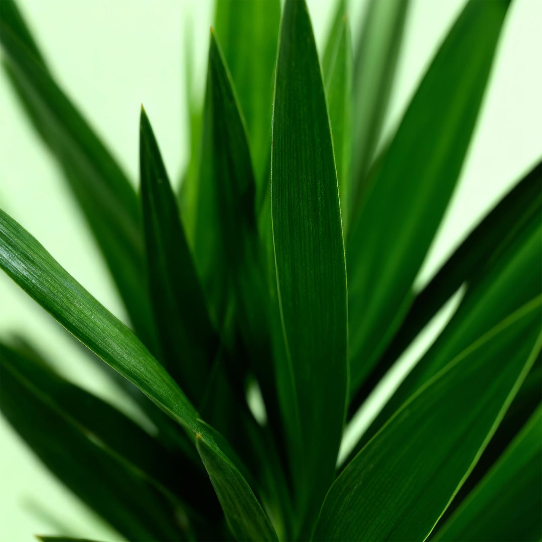 Yucca (Yucca elephantipes) - view 5