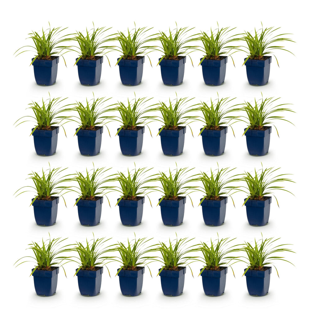 24x Carex morrowii Ice Dance Japanese sedge in 11cm pots - view 2