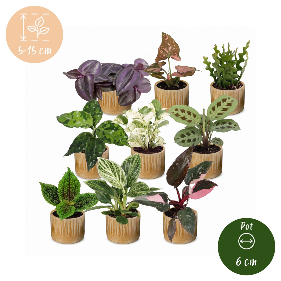 9x Baby Plants Surprise Box - Linnea Honey – PlantGift.ie