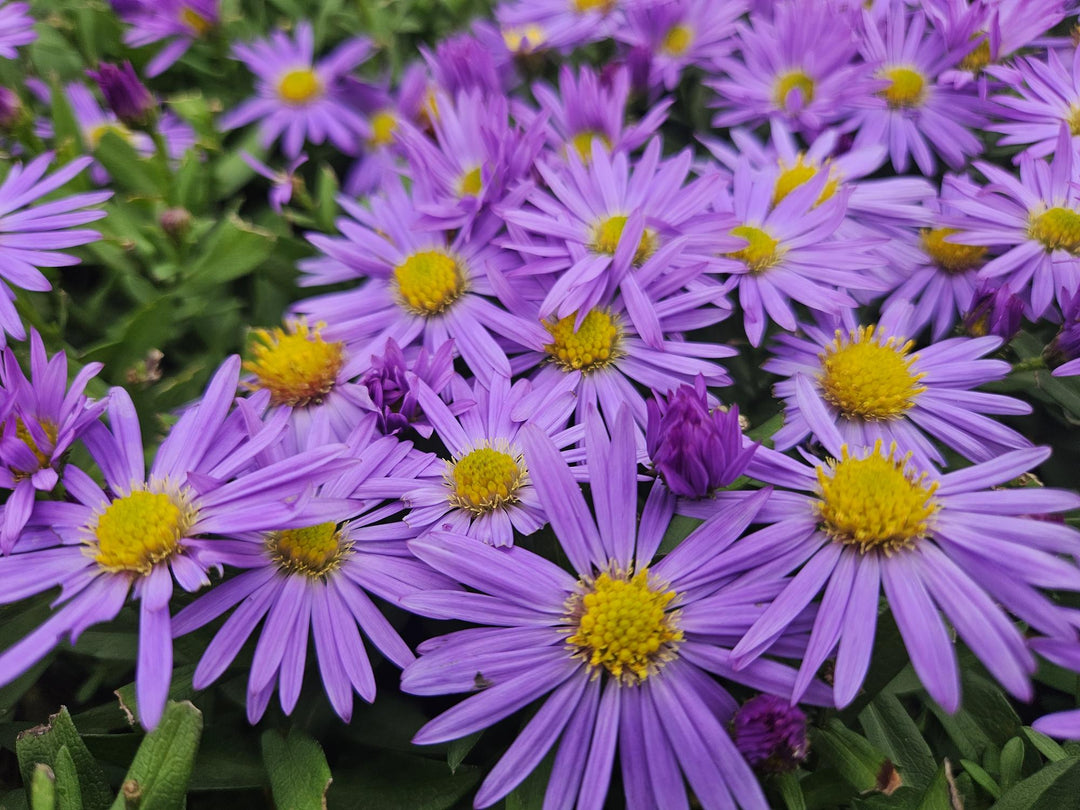 Aster Dumosus 'Prof. Anton Kippenberg': Vibrant Purple Blooms for Autumn Gardens – Buy Now!
