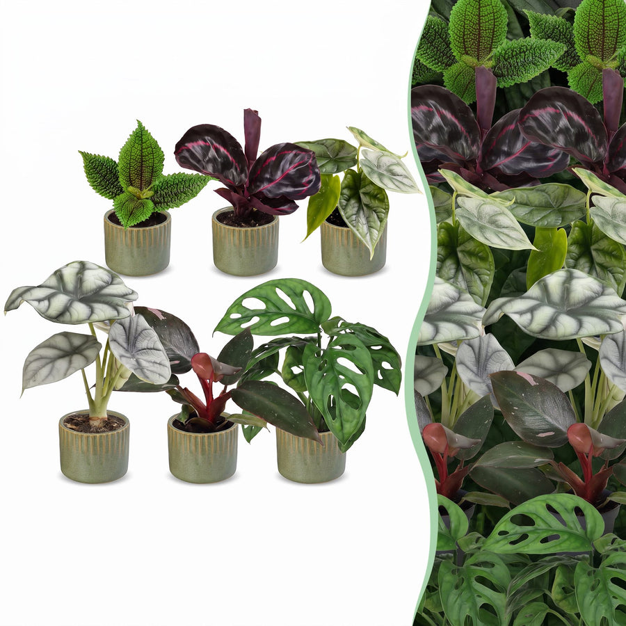 Baby Jungle Mix tropical foliage plants, pack of 6