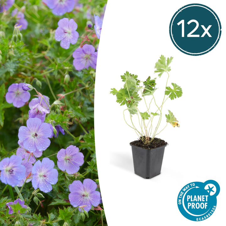 12x Geranium Rozanne Hardy Perennial Plants - Violet-Blue - 9cm Pot