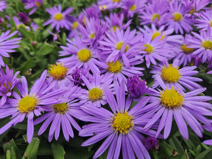 40x Compact Purple Aster 'Prof. Anton Kippenberg' - 9cm Pots