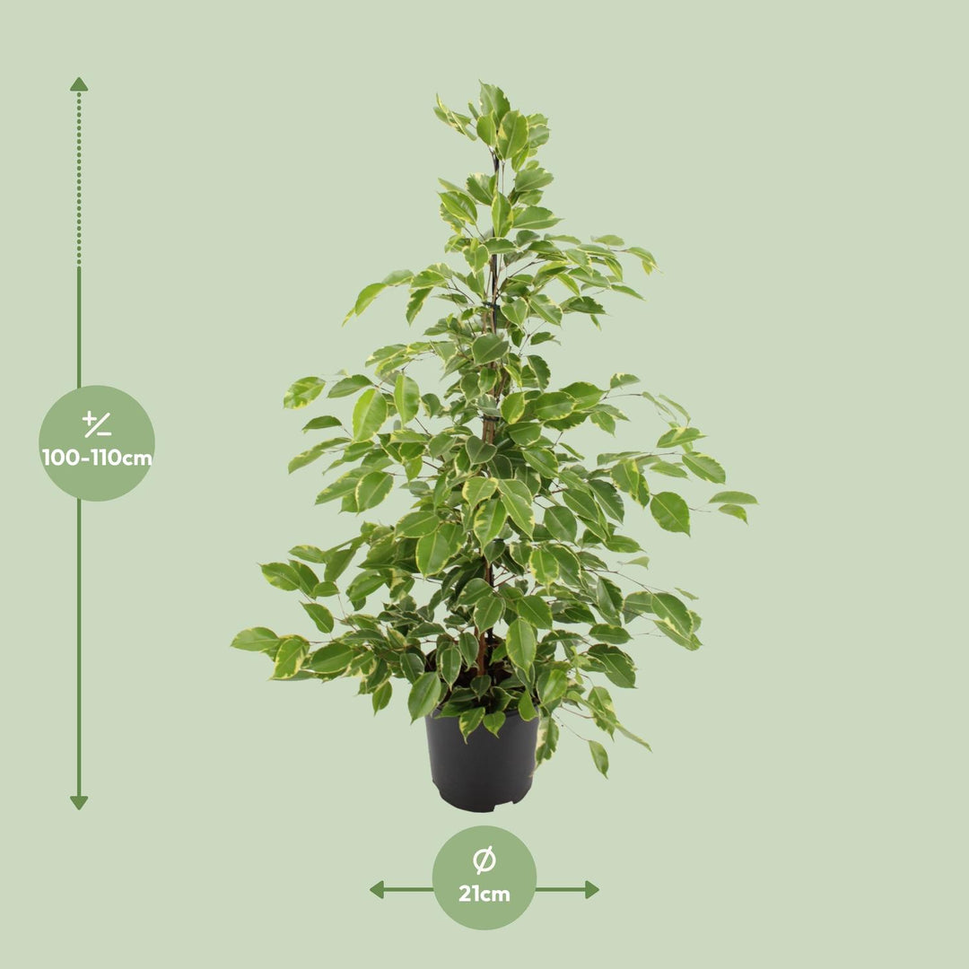 Dense weeping canopy close-up of Ficus benjamina Goldenking - Ø21cm - ↕95cm