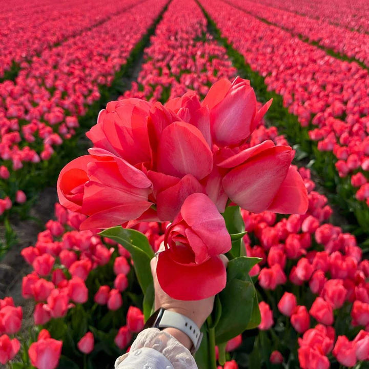 Medium Tulip Mix - 50 Bulbs Sustainable Value Pack