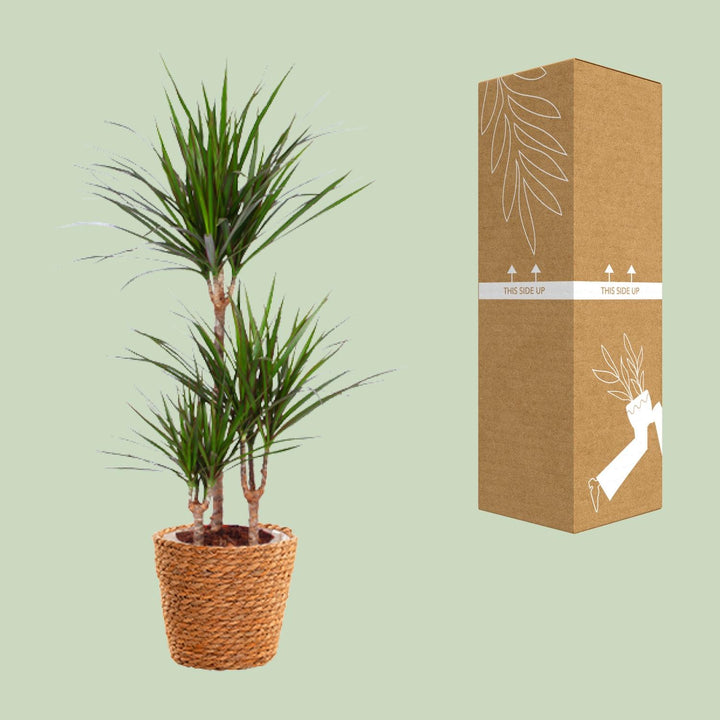 Dracaena Marginata Madagascar Dragon Tree - 21cm Pot - 95cm Tall - with Seagrass Basket