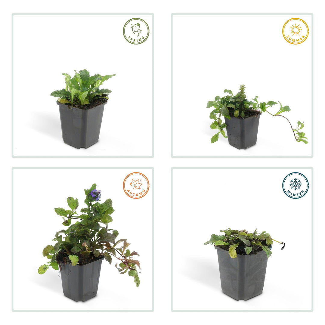 24x Ajuga reptans - ↕10-25cm - Ø9cm