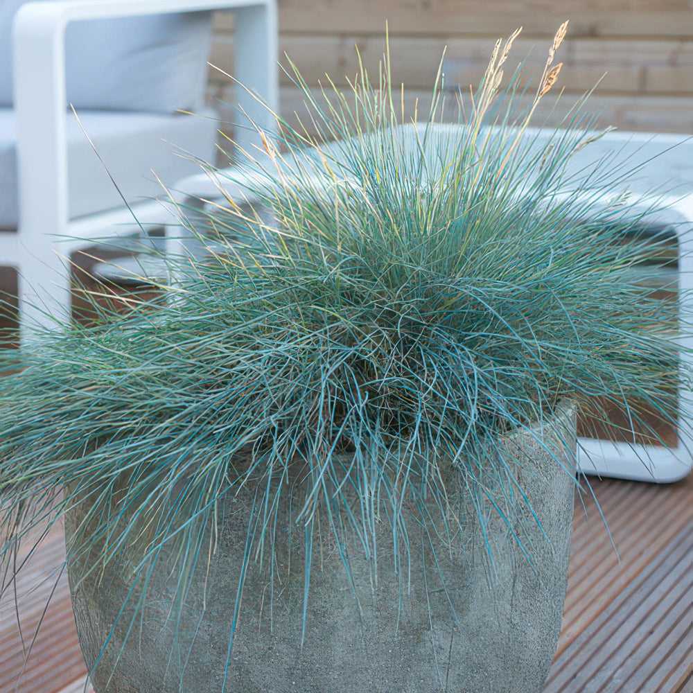 Healthy foliage and strong roots close-up of 24x Festuca glauca 'Elijah Bleu' - ↕10-25cm - Ø9cm