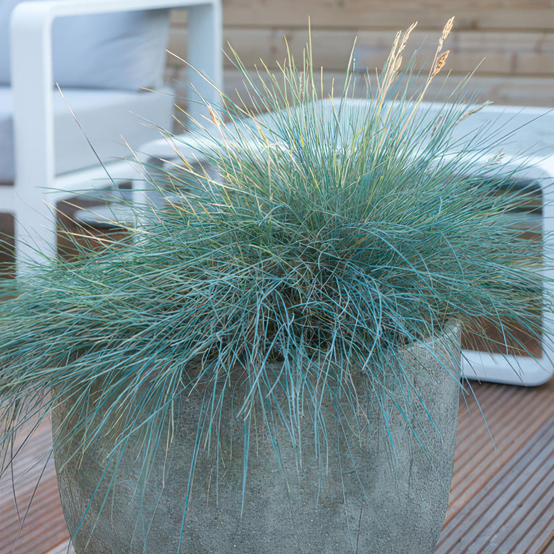 Healthy foliage and strong roots close-up of 24x Festuca glauca 'Elijah Bleu' - ↕10-25cm - Ø9cm