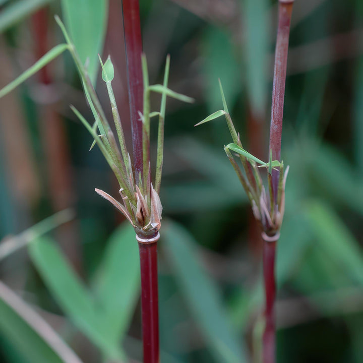 18x Fargesia 'Red Dragon' Bamboo - Evergreen Non-Invasive Screening - 14cm Pot - 35cm
